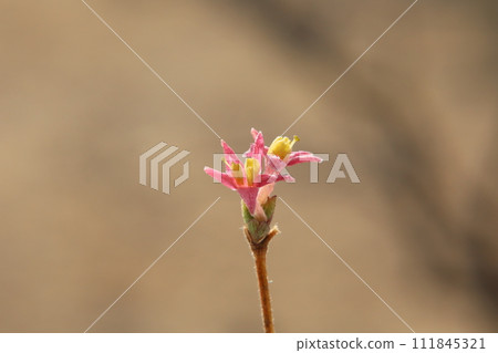 Ugugu Kagura flower Ugugu Kagura flower 111845321