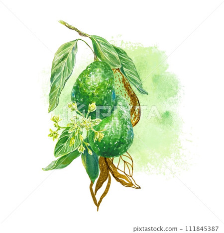 Avocado watercolor sprig, golden graphics leaves. Illustration on a watercolor stain background Cards, wedding invitations, labels, posters, cosmetics 111845387