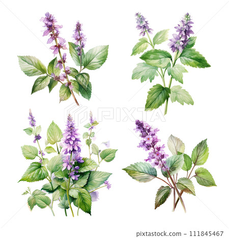 AI-generated content. Patchouli or Pogostemon cablini set Hand drawn watercolor illustration isolated on white background 111845467