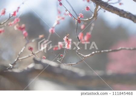 梅花 梅花 111845468