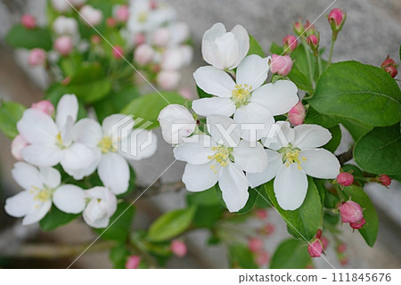 Princess apple flower 20230401 111845676