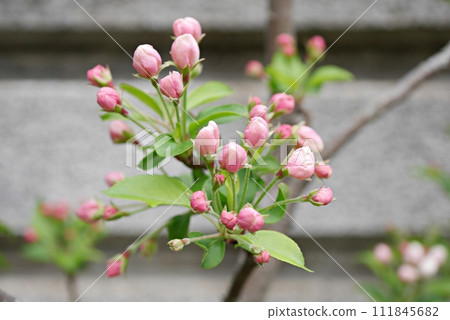 Princess apple flower 20230403 111845682