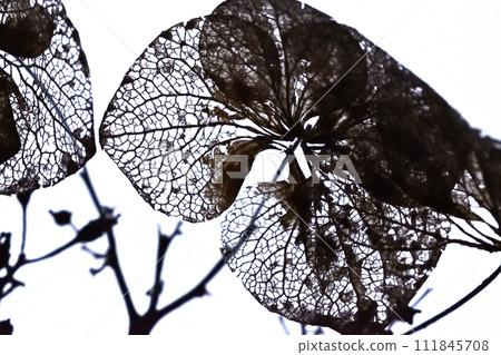 枯萎的繡球花的美麗 111845708