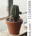 Cactus by the window 111845806