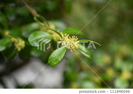 黃楊花，黃楊科常綠喬木 111846098