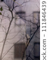 房子窗外景色 111846439