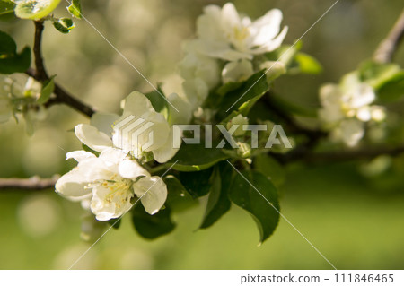 Blooming Apple tree branches with white flowers close-up. 111846465