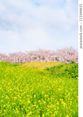 A refreshing blue sky that makes you feel the spring season, a field of rape blossoms blooming on the slope of the riverbed, and cherry blossoms in full bloom in April. A refreshing blue sky that makes you feel the spring season, a field of rape blossoms blooming on the slope of the riverbed, and cherry blossoms in full bloom in April. 111846635