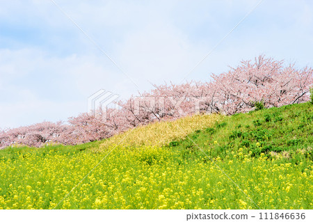 A refreshing blue sky that makes you feel the spring season, a field of rape blossoms blooming on the slope of the riverbed, and cherry blossoms in full bloom in April. A refreshing blue sky that makes you feel the spring season, a field of rape blossoms blooming on the slope of the riverbed, and cherry blossoms in full bloom in April. 111846636