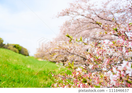 Close-up of Yoshino cherry blossoms in full bloom waiting for full bloom in spring with blurred background and copy space Close-up of Yoshino cherry blossoms in full bloom waiting for full bloom in spring with blurred background and copy space 111846637