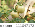 The small tomatoes are not yet fully grown. 111847172