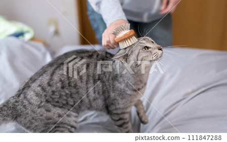 鯖魚貓給貓刷毛 鯖魚貓給貓刷毛 111847288