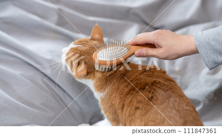 Brush the cat brown tabby white 111847361