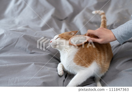 Brush the cat brown tabby white 111847363