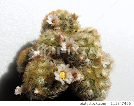 紅色旋花的Carmenae 紅色旋花的Carmenae 111847496