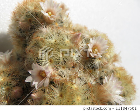 紅色旋花的Carmenae 紅色旋花的Carmenae 111847501