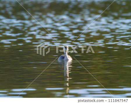 Great Crested Grebe swimming in the pond 111847547