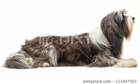 Bearded Collie image of Bearded Collie No1-11 111847563