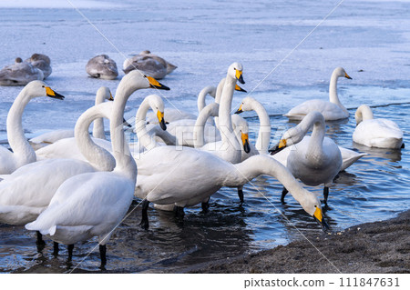 北海道,弟子屈,屈斜路湖,天鵝,冬天,天鵝吃爆米花 111847631