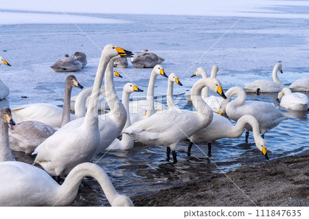 Hokkaido, Teshikaga, Lake Kussharo, Swan, Winter, Swan eating popcorn Hokkaido, Teshikaga, Lake Kussharo, Swan, Winter, Swan eating popcorn 111847635