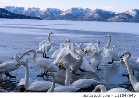 Hokkaido, Teshikaga, Lake Kussharo, Swan, Winter, Swan eating popcorn Hokkaido, Teshikaga, Lake Kussharo, Swan, Winter, Swan eating popcorn 111847640