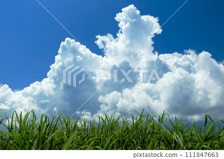 沖繩風景：甘蔗田、藍天、白雲 111847663