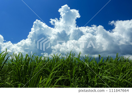 沖繩風景：甘蔗田、藍天、白雲 111847664