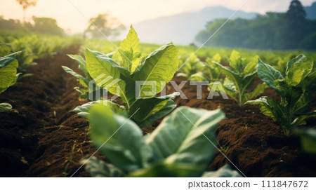 Young tobacco leaves 111847672