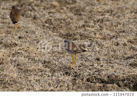 鴴在稻田裡覓食 111847819