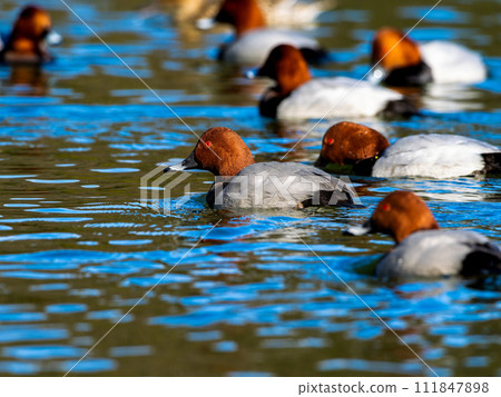 A flock of whitetails swimming in the pond 111847898