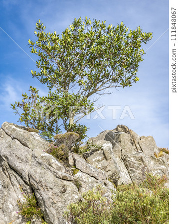 Tree growing on a rock in Ireland Tree growing on a rock in Ireland 111848067