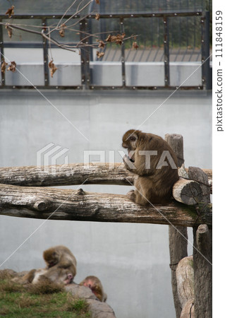 日本獼猴坐在丸山動物園猿山的一棵樹上 111848159