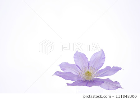 purple clematis 20230301 purple clematis 20230301 111848300