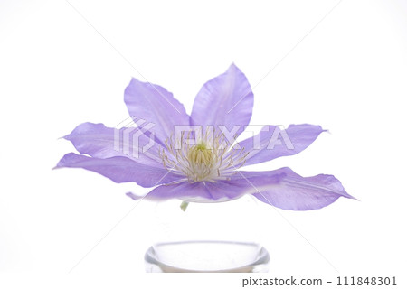 purple clematis 20230302 purple clematis 20230302 111848301