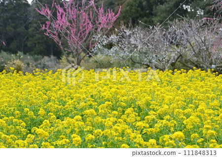 Rape flowers and red plum 111848313