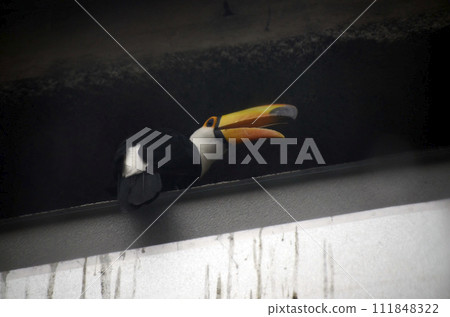 托哥巨嘴鳥 111848322