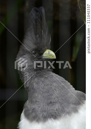 White-bellied Gray-breasted Plover 111848337