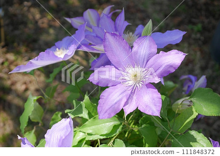 purple clematis 20230310 111848372