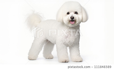 Bichon Frize image of Bichon Frise No1-3 111848389