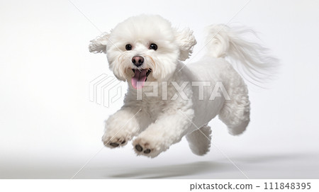 Bichon Frize image of Bichon Frise No1-7 111848395