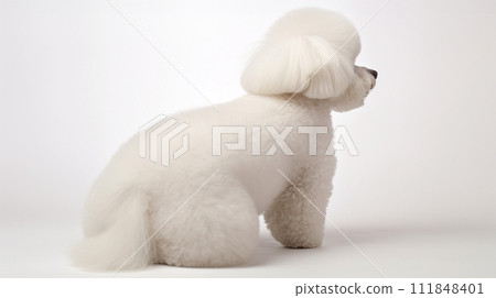Bichon Frize image of Bichon Frise No1-11 111848401