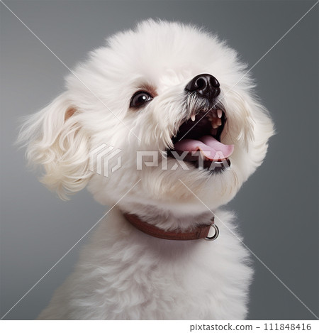 捲毛比雄犬 No2-4 的圖像 捲毛比雄犬 No2-4 的圖像 111848416