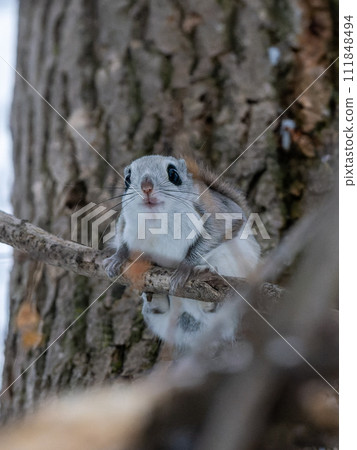 北海道3種可愛小動物：蝦夷鼯鼠 111848494