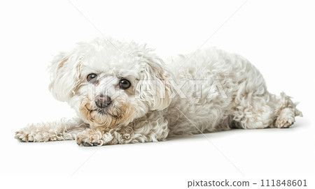 Bichon Frize image of Bichon Frise No1-7 111848601