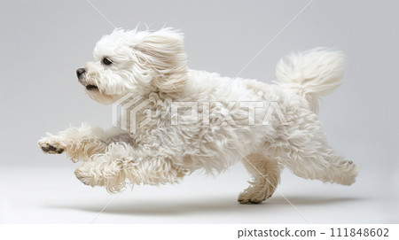 Bichon Frize image of Bichon Frise No1-8 111848602