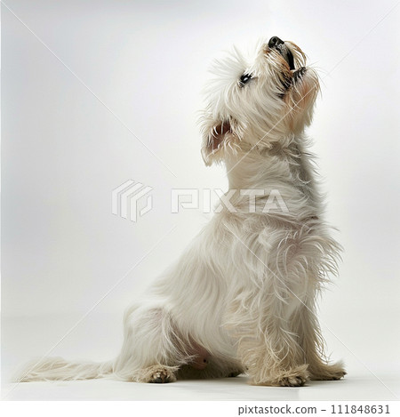 Bichon Frize image of Bichon Frise No2-8 111848631