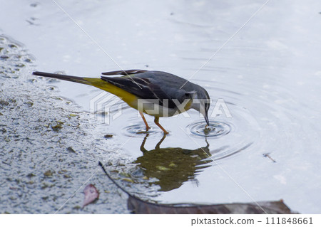 Wagtail, Wagtailidae, foraging at the waterside 111848661