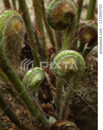 Spring sprouts 111848703