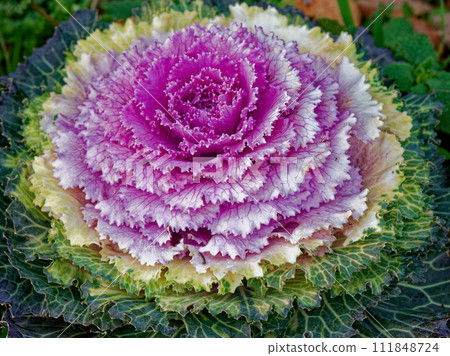 十字花科園林植物 Habotan 十字花科園林植物 Habotan 111848724