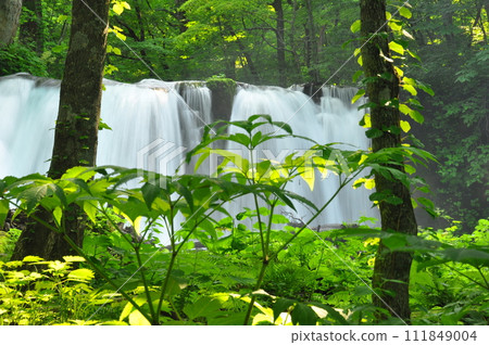 Oirase streams waterfall 111849004